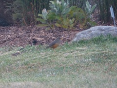 Turdus olivaceus olivaceus