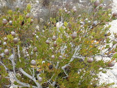 Leucadendron muirii