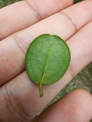 Doerpfeldia cubensis
