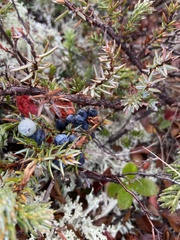 Vaccinioideae