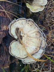 Trametes menziesii