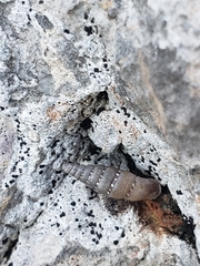 Papillifera papillaris