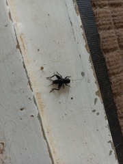Allonemobius socius