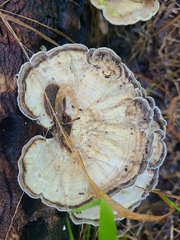 Trametes menziesii