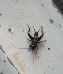 Allonemobius socius