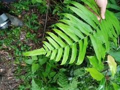 Reholttumia truncata