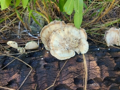Trametes menziesii