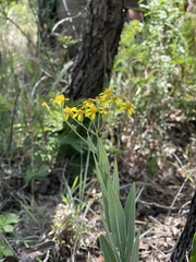 Senecio venosus