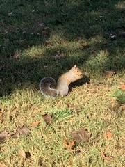 Sciurus carolinensis