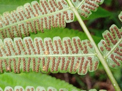 Reholttumia truncata