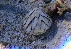 Lioconcha castrensis