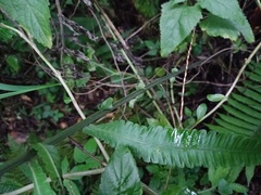 Reholttumia truncata