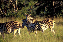 Equus quagga chapmani