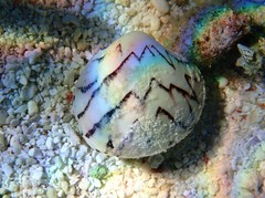 Lioconcha castrensis