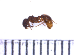 Myrmica scabrinodis