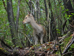 Cervus nippon yakushimae