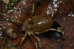 Oligolophus