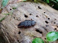 Platerodrilus ruficollis