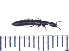 Xantholinus
