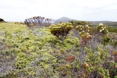 Gleichenia polypodioides