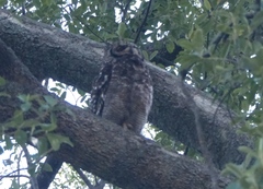 Bubo africanus africanus