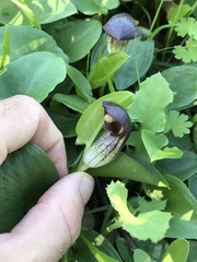 Arisarum simorrhinum