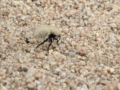 Dasymutilla sackenii
