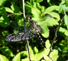 Celithemis martha