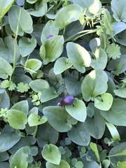 Arisarum simorrhinum