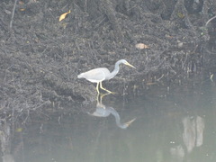 Egretta tricolor