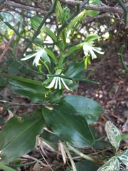 Bonatea speciosa