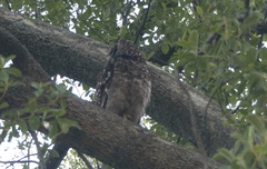 Bubo africanus africanus