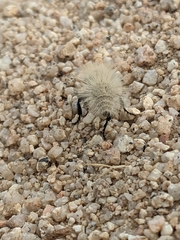 Dasymutilla sackenii