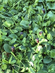 Arisarum simorrhinum