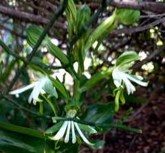 Bonatea speciosa