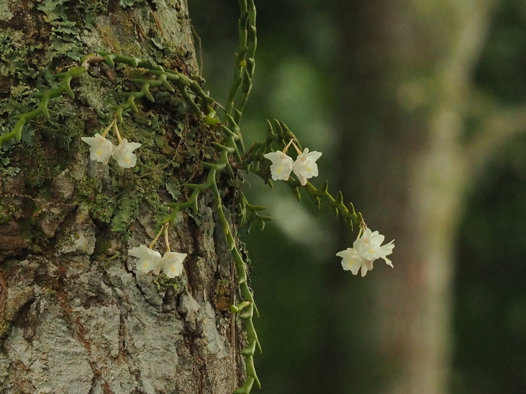 Dendrobium uncatum Lindl. 2