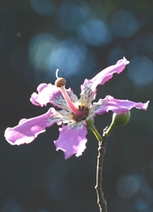 Ceiba speciosa