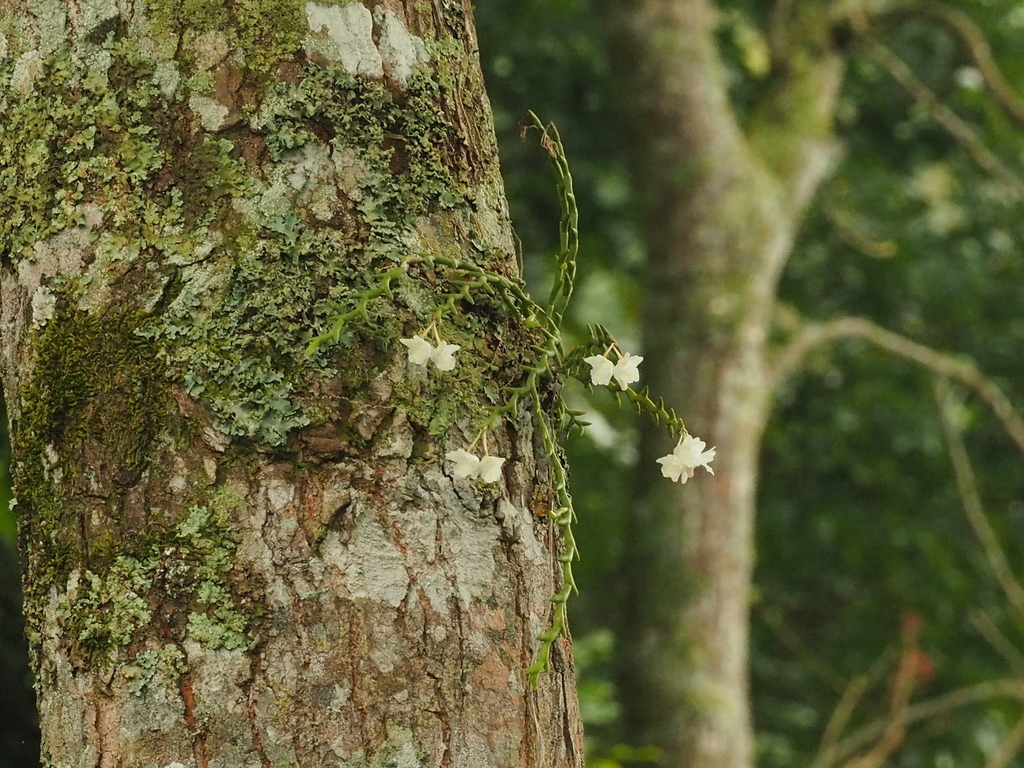 Dendrobium uncatum Lindl.