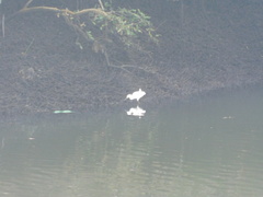 Egretta thula