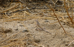Callisaurus draconoides rhodostictus