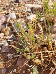 Astragalus equisolensis