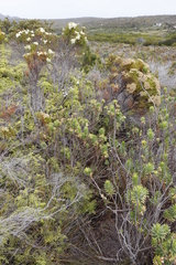 Osmitopsis asteriscoides