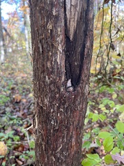Juniperus virginiana