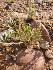 Astragalus equisolensis