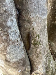 Megapallifera mutabilis