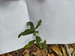 Quercus hemisphaerica