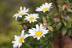 Osmitopsis asteriscoides