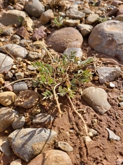 Astragalus equisolensis