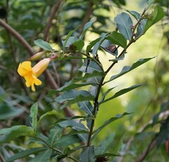 Allamanda schottii