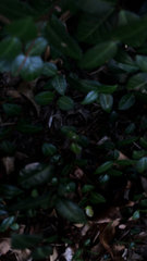 Trachelospermum asiaticum